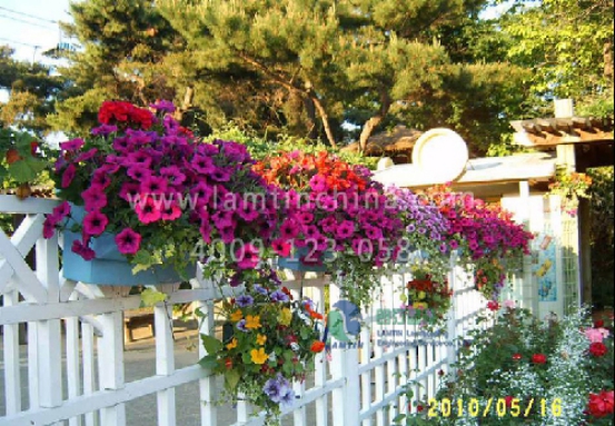 護(hù)欄綠化 護(hù)欄綠化