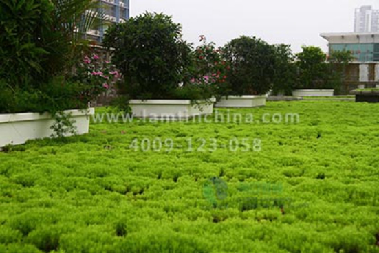 屋頂綠化花盆 屋頂綠化花盆