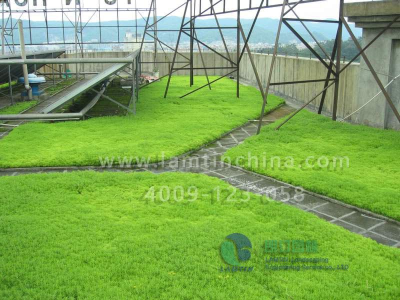 屋頂花盆 屋頂花盆