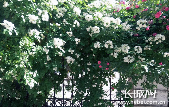 立體綠化 立體綠化