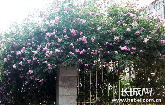 立體綠化 立體綠化