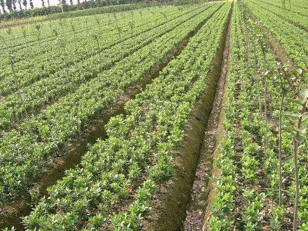 垂直綠化 垂直綠化