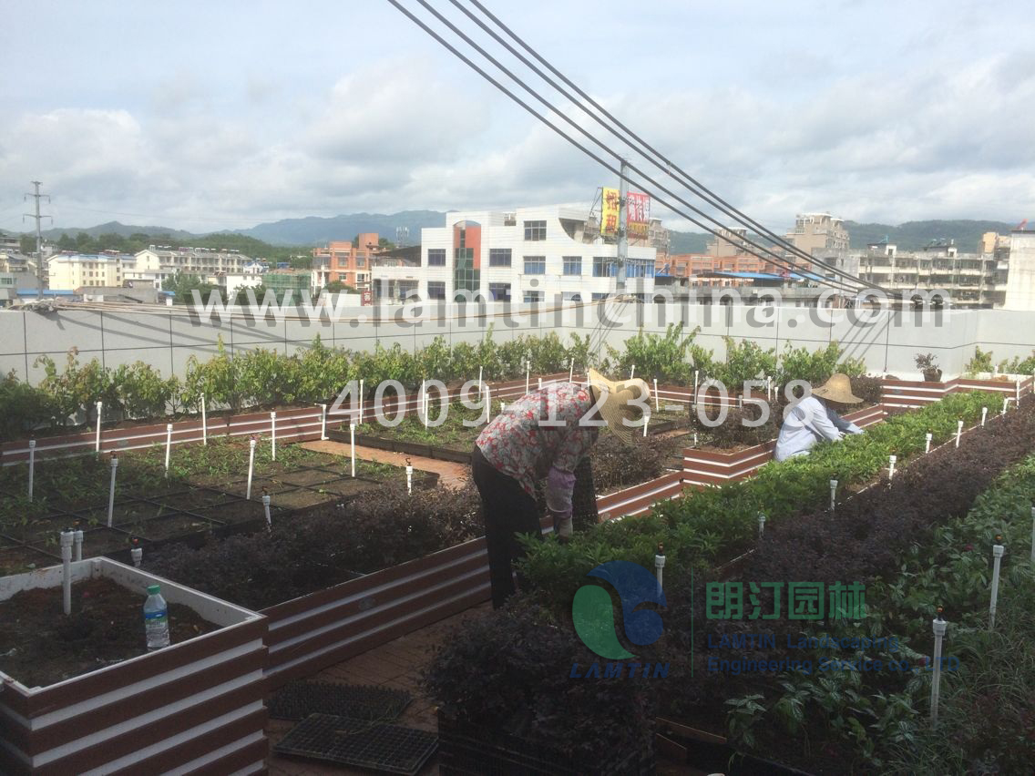 屋頂綠化 屋頂綠化