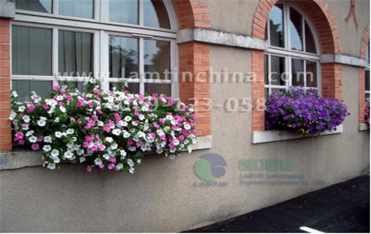 窗臺陽臺綠化 窗臺陽臺綠化