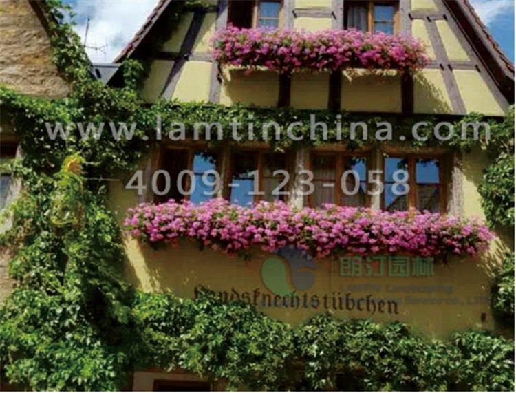 窗臺陽臺綠化 窗臺陽臺綠化