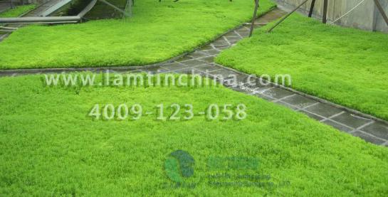 屋頂綠化 屋頂綠化