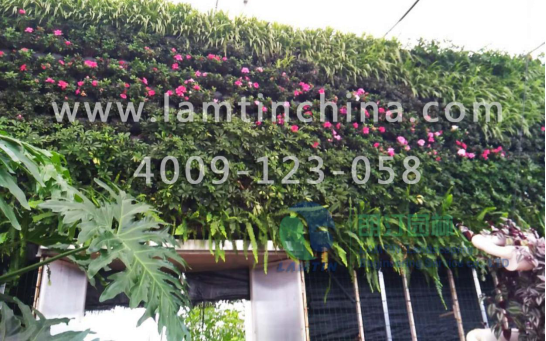 墻體綠化 墻體綠化