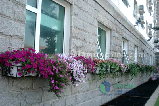 窗臺(tái)陽(yáng)臺(tái)綠化 窗臺(tái)陽(yáng)臺(tái)綠化