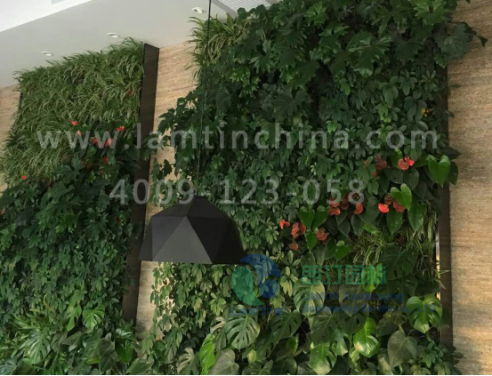 植物墻 植物墻