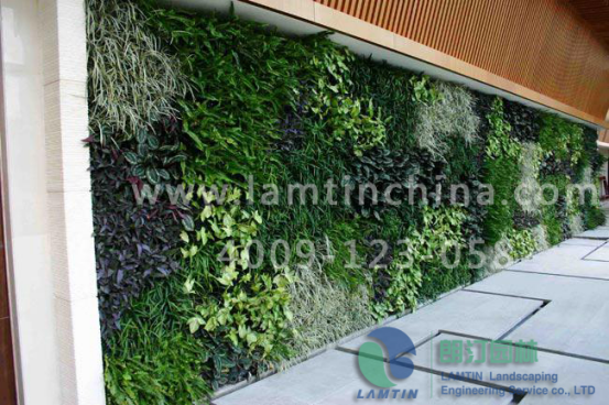 植物墻 植物墻
