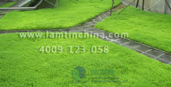 屋頂綠化 屋頂綠化