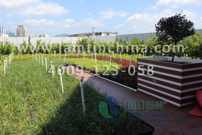 屋頂綠化 屋頂綠化