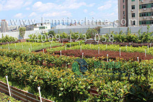 屋頂綠化 屋頂綠化