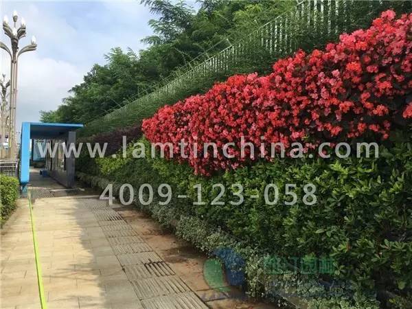 墻體綠化 墻體綠化