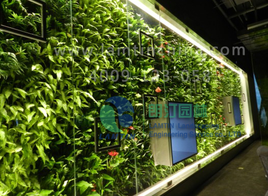 植物墻 植物墻
