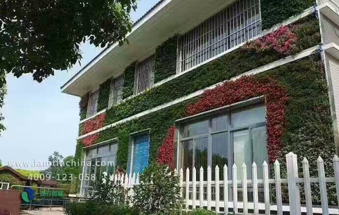 植物墻 植物墻