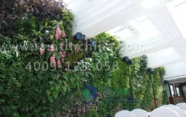 植物墻 植物墻