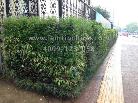 植物墻 植物墻