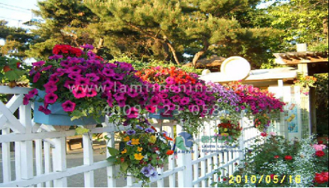 鞍式花盆 鞍式花盆