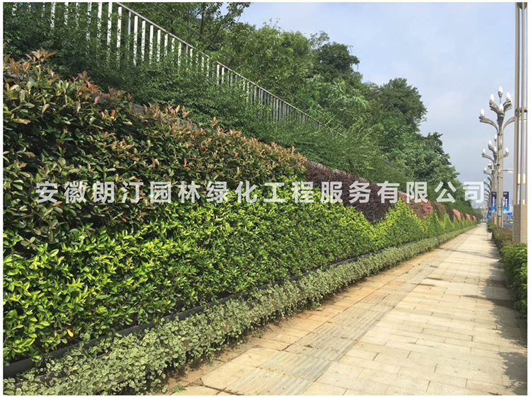 墻體綠化 墻體綠化