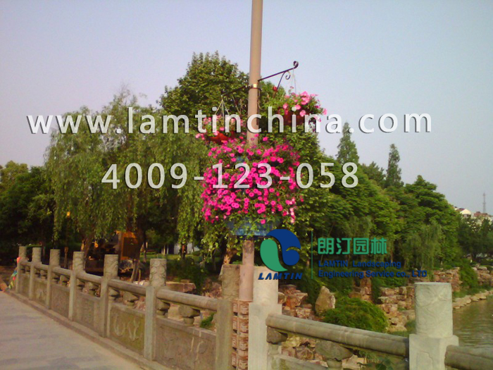 花箱植物 花箱植物