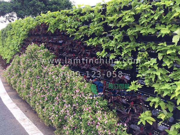 植物墻 植物墻